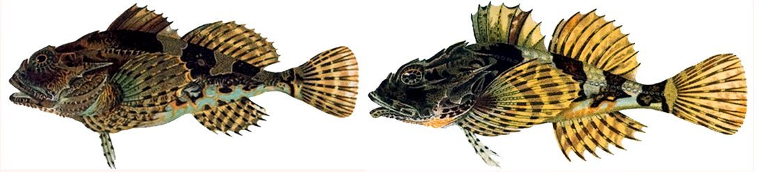 Taurulus bubalis _03.jpg